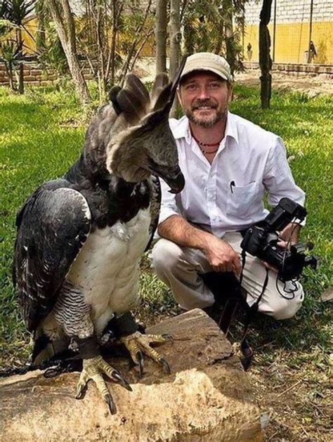 Harpy Eagle size comparison https://www.facebook.com/iinature/photos/a ...