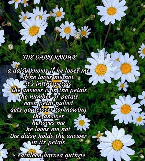 Poems: The Daisy Knows | Daisy flower meaning, Flower meanings, Daisy meaning