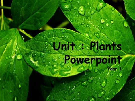 Plants powerpoint and interactive activities