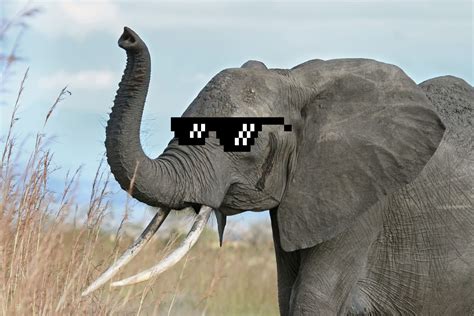 "Elephant" Meme Templates - Imgflip