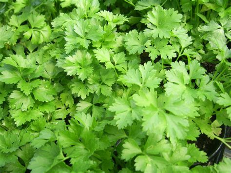 flat-leaf-parsley - Casa Mia Tours