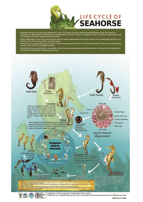 (PDF) Life Cycle of Seahorse