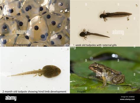 Life cycle of the common frog (Rana temoraria), showing stages of ...