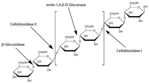 MP Biomedicals -Glucosidase 25KU:Enzymes and Inhibitors, Quantity: Each | Fisher Scientific