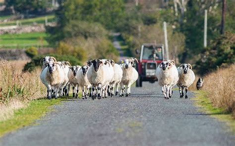 Hundreds of family farms in Ireland at risk from “Vulture Funds ...