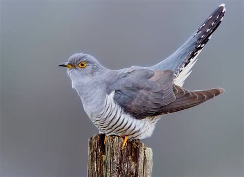 10 Strange Facts About Cuckoo | Bird Mongolia