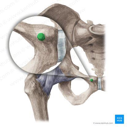 Pubic tubercle: anatomy and funtion | Kenhub