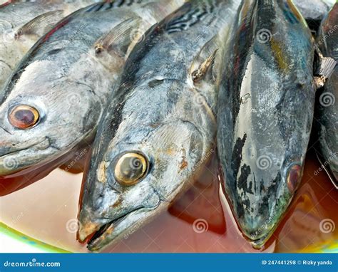 Baby Tuna Fish Have Entered the Market Stock Photo - Image of tuna, baby: 247441298