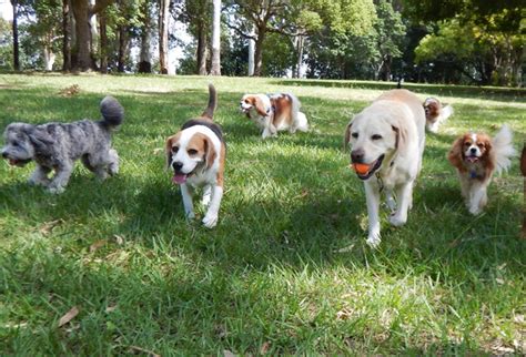 Dog Park Near Me - TIDEWATER