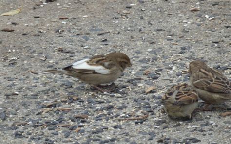 leucistic female house sparrow - FeederWatch