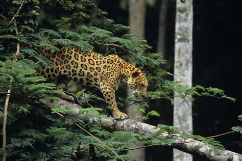 Animals in the Tropical Rainforest Food Chain | Sciencing