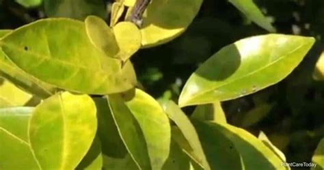 Why Are My Citrus Leaves Curling And Turning Yellow? – Make House Cool