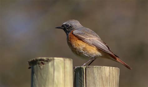 Redstarts #northyorkmoors Credit Paul Harris North York, Harris, Paul, Wildlife