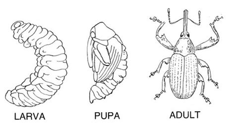 Flour and Rice Bugs: How to Prevent & Kill Pests in Your Food Stockpile