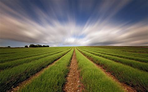 Feld im Herzen l HD-Desktop-Hintergrundbild: Widescreen: High Definition: Vollbild