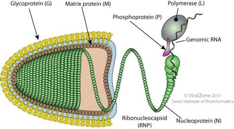 Ephemerovirus ~ ViralZone