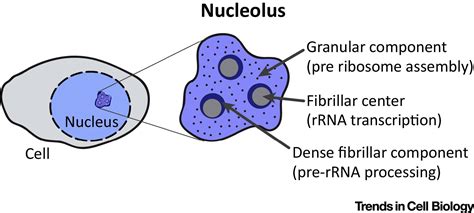 Nucleolar Function in Lifespan Regulation: Trends in Cell Biology