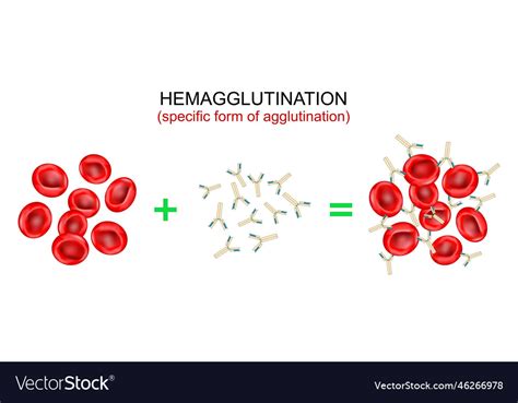 Hemagglutination or haemagglutination antibodies Vector Image