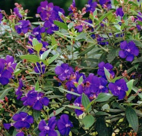 purple princess flower - Google Images | Princess flower, Purple plants, Flower therapy