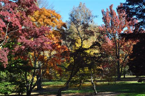 Fall in Boston, Arnold Arboretum | Fall in boston, In boston, Arboretum