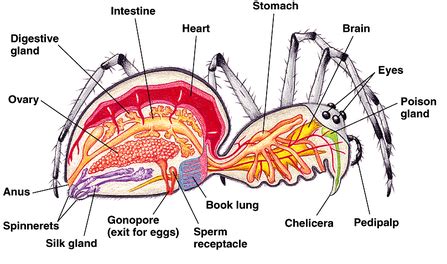 Biology - The Black Widow