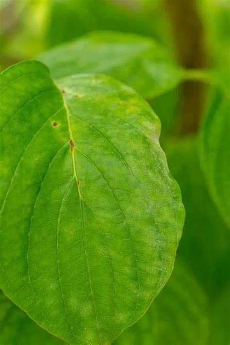 Common Dogwood Tree Diseases (with Identifications & Treatments ...