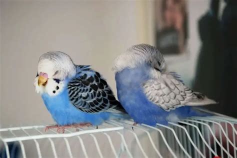 How Does A Budgie Sleep? How Long? All Questions Answered