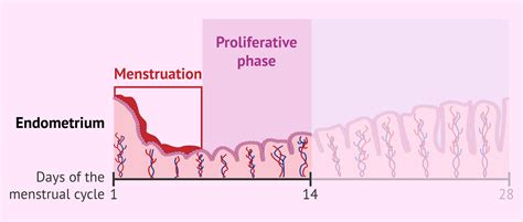 Proliferative phase in the uterine endometrium