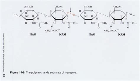 Lysozyme: Substrate Structure