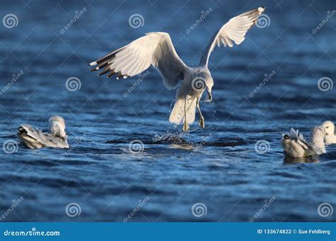 Gulls Feeding on a Winter Lake Stock Photo - Image of larus, bird: 133674822