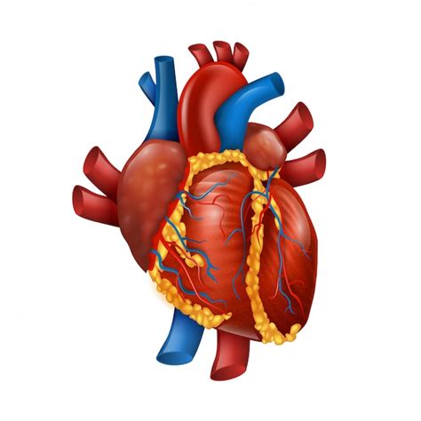 Corazón humano realista 3d sano | Vector Premium