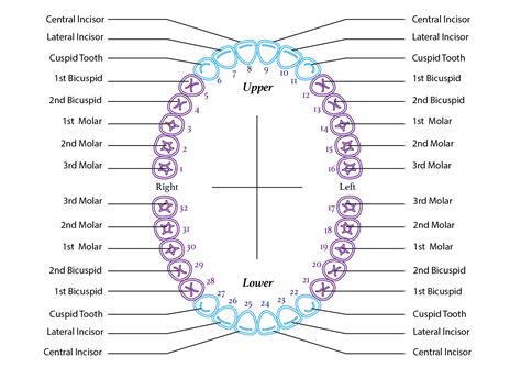 Tooth Chart Full Sheet - 15 Free PDF Printables | Printablee