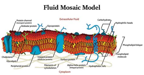 Fluid Mosaic Model