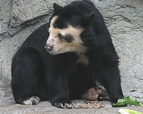 Spectacled Bear - Facts, Diet & Habitat Information