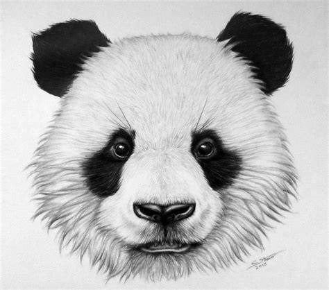 Panda Bear Drawing by LethalChris on DeviantArt