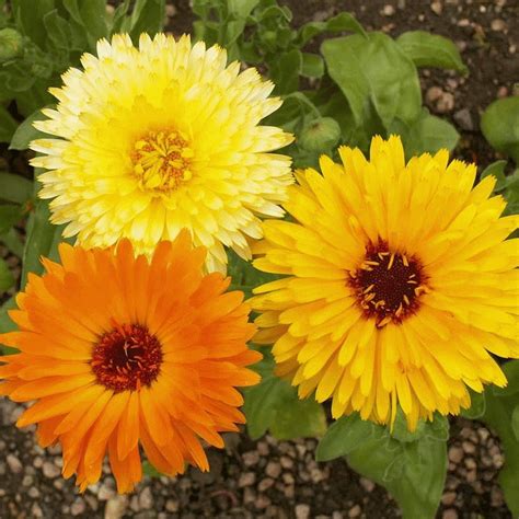 Calendula Seeds Pacific Beauty Mix USA Garden Flower Pot | Etsy