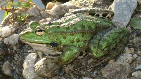 Marsh frog - Alchetron, The Free Social Encyclopedia