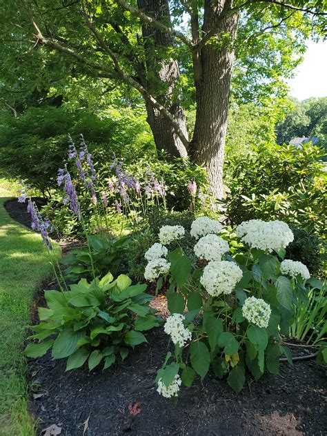 Annabelle Hydrangea & Hosta | Hydrangea landscaping, Shade garden ...