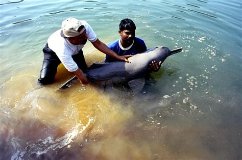 Ganges River Dolphin – "OCEAN TREASURES" Memorial Library