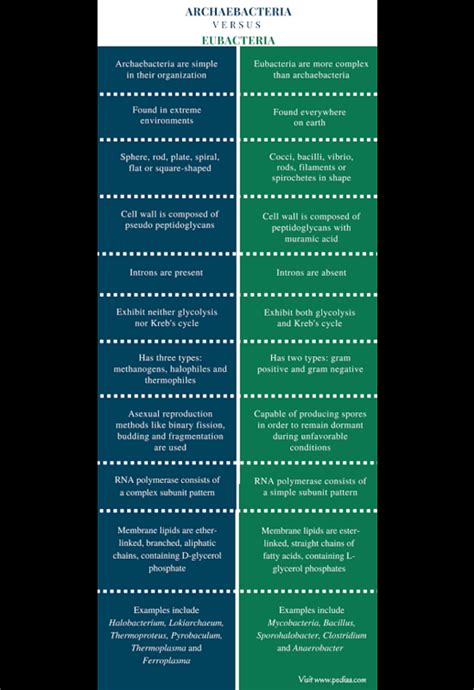 What is the differences between eubacteria and archebacteria? | EduRev ...