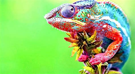 Chameleon Green Art, Colorful Chameleon HD wallpaper | Pxfuel