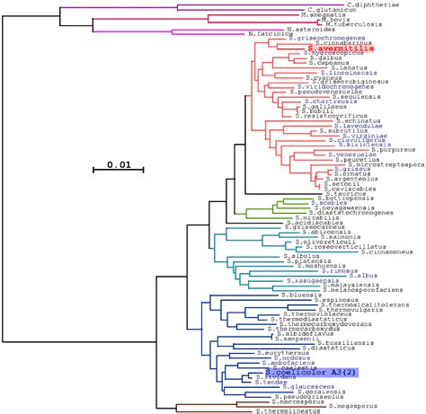 Phylogenetic tree of Streptomyces 16S rRNA