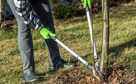 Dammann's Garden Company – SO LONG, SUCKERS! REMOVING FRUIT TREE SPROUTS & SUCKERS