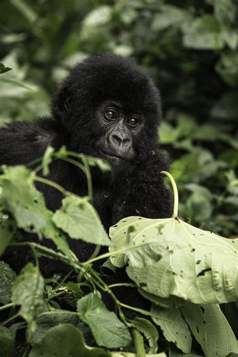 Virunga National Park | Baby Gorilla in the DRC