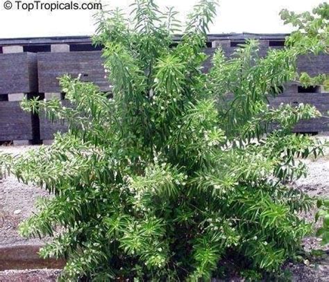 Texas Gardening: Texas Native Plant Pictures ( Shrubs ), 1 by htop