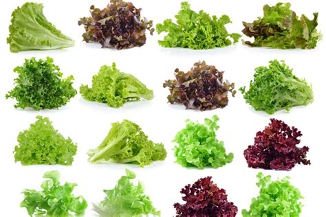 Leaf Lettuce Types » A Wealth Of Tasty Choices