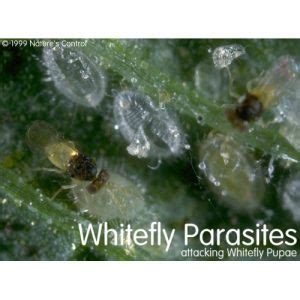 Whitefly Parasites (Encarsia formosa) - Ladybug Indoor Gardens