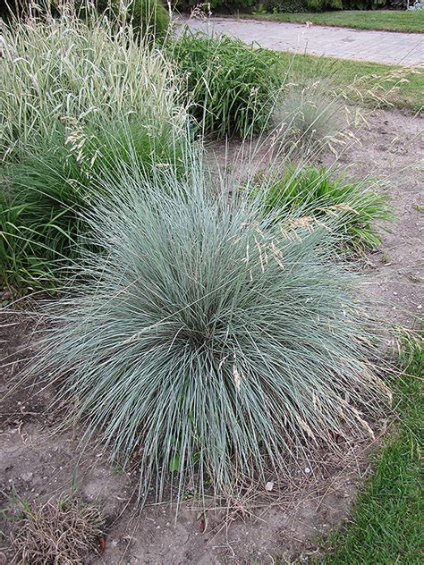 Blue Oat Grass (Helictotrichon sempervirens) in Ottawa Gatineau Kanata Nepean Brockville ...