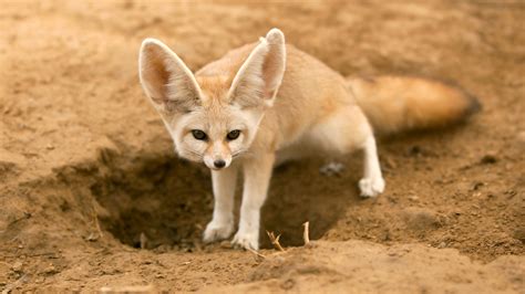 Fennec Fox Images & Pictures - Becuo