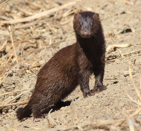 American Mink Types Of Animals, Animals Of The World, Animals And Pets, Funny Animals, Cute ...